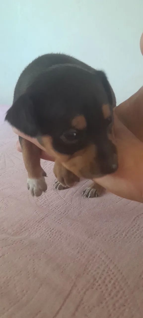 Pinscher - Foto 4
