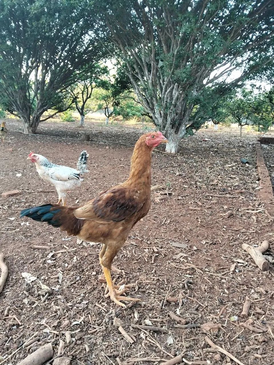 Frango e franga caipira  - Foto 2