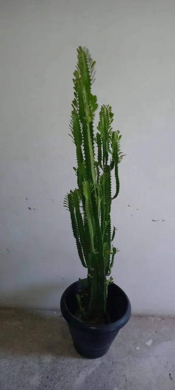 Cacto Candelabro 