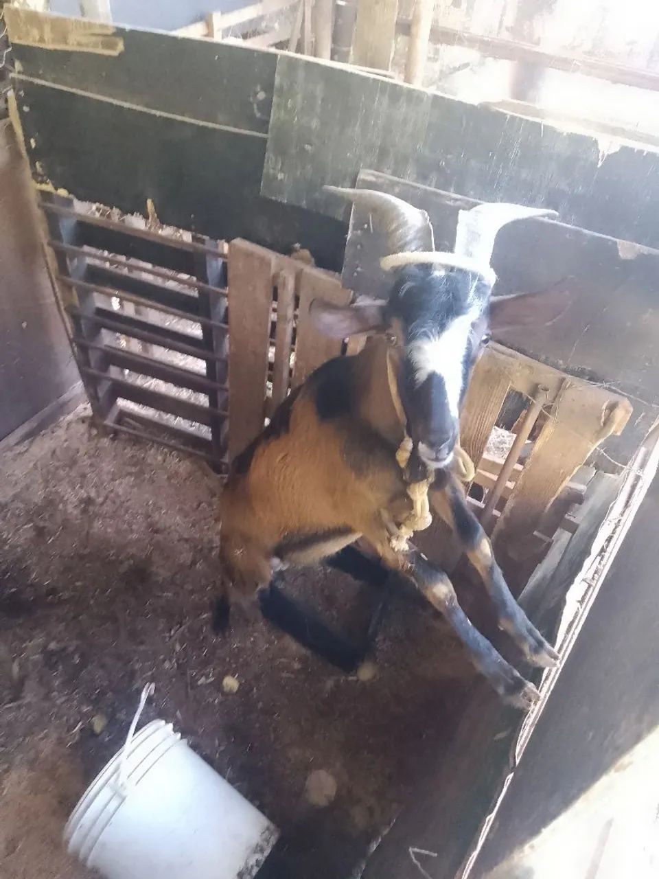 Chama - Foto 2
