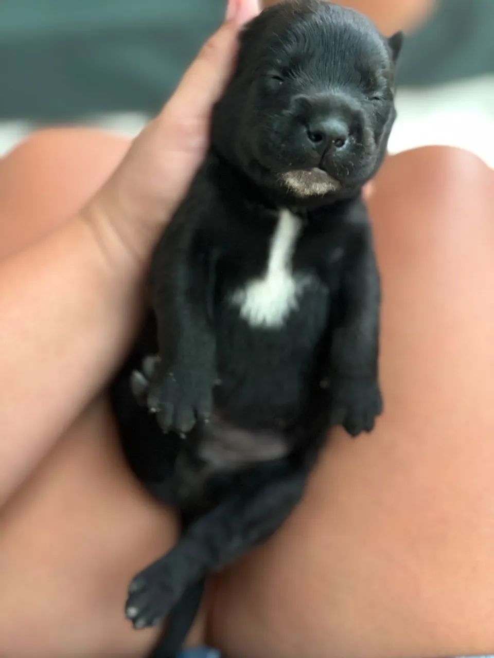 Filhote de labrador puro - Foto 2