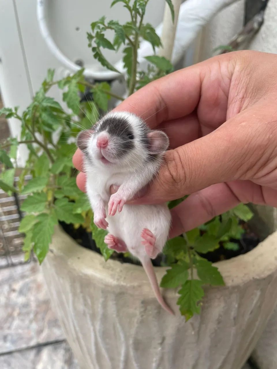 Ratos Twister  - Foto 2