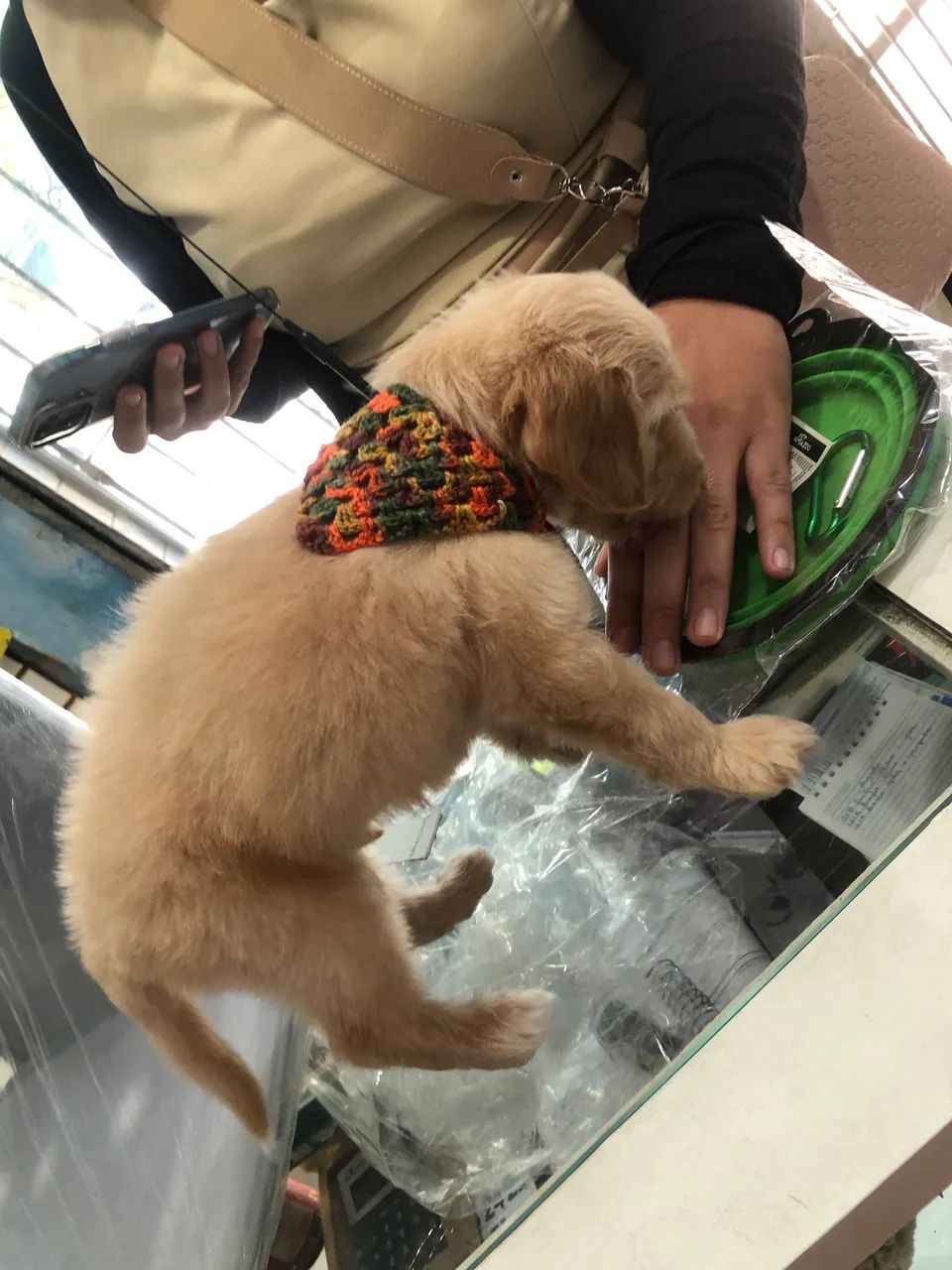 Cocker Spaniel  - Foto 4