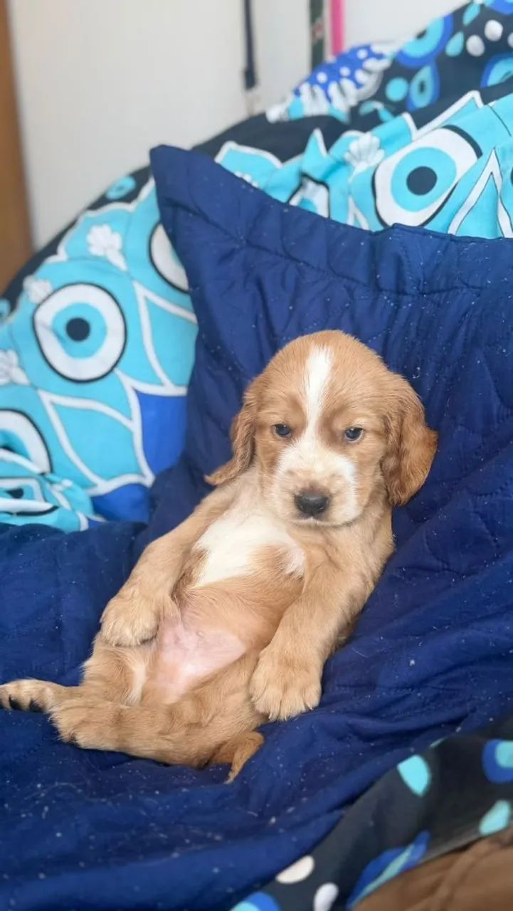 Filhote cocker spaniel , apenas macho - Foto 2