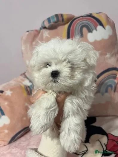 Filhote Maltês, Fêmea Vacinada, Temperamento Amigável