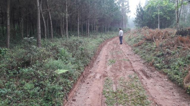 Terreno para fazer arado (mecanizar) - Foto 4