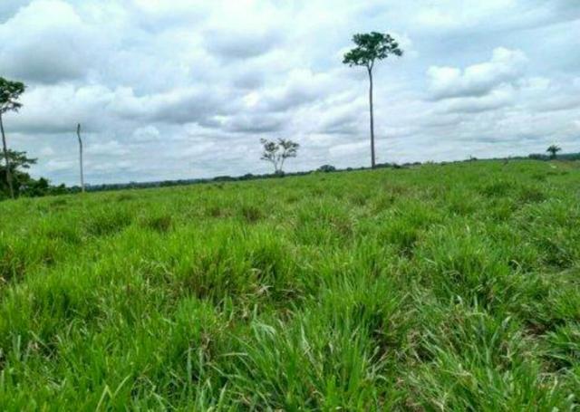 Colônia com 84 Hectares de terra Titulada - Foto 5