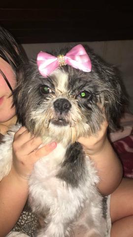 Linda fêmea de Lhasa Apso