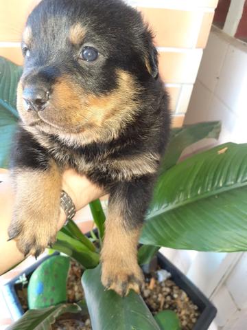 Rottweiler filhotes lindos