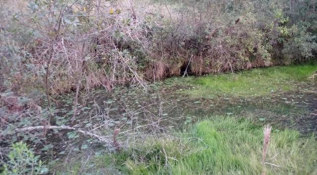 Chácara 3,2 Ha Fazenda Souza - Foto 12
