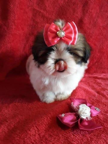 Shih tzu vem conferir