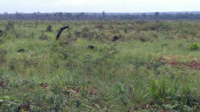 Fazenda em Marcelândia - Foto 6