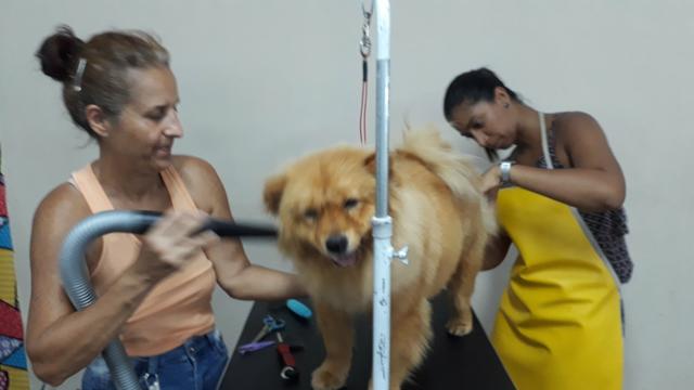 Curso Banho e Tosa Para iniciantes Pg no boleto, a vista ou cartão