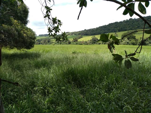 Sitio para gado e plantio de café - Foto 7