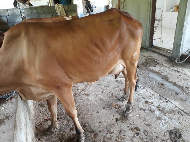 Vacas - Foto 2