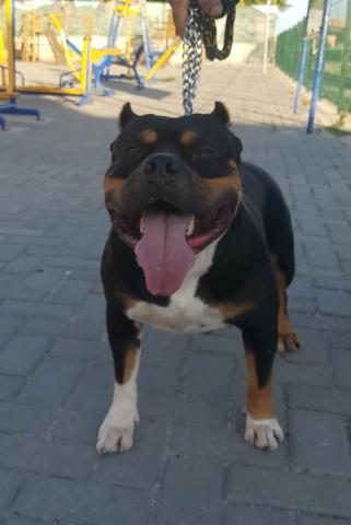 Disponível para coberturas - Foto 2