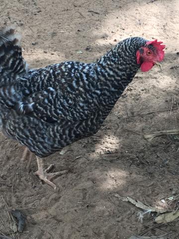 Vendo galinhas e galos 25 a 40 - Foto 2