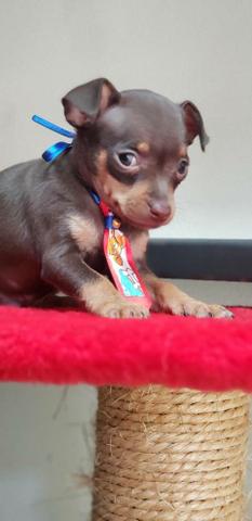 Pinscher chocolate n1 macho - Foto 3