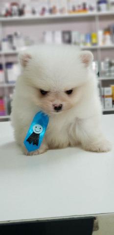 Spitz Alemão top anão