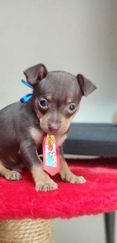 Pinscher chocolate n1 macho