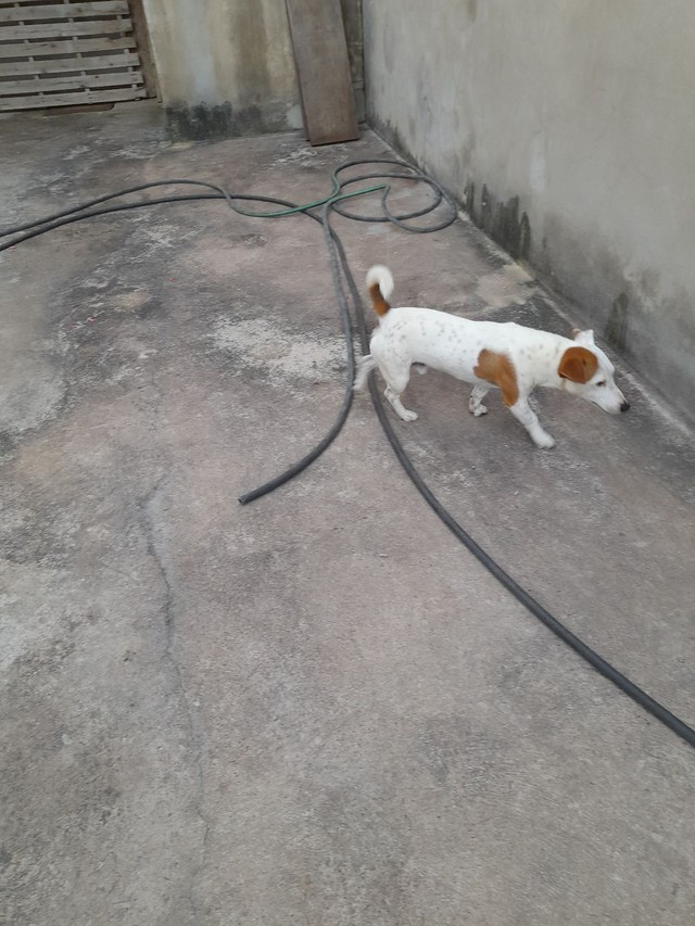  Vende-se Filhote de jack Russell Terrier