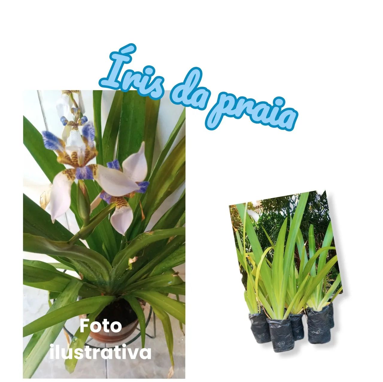 2 MUDA DE  ÍRIS DA PRAIA
