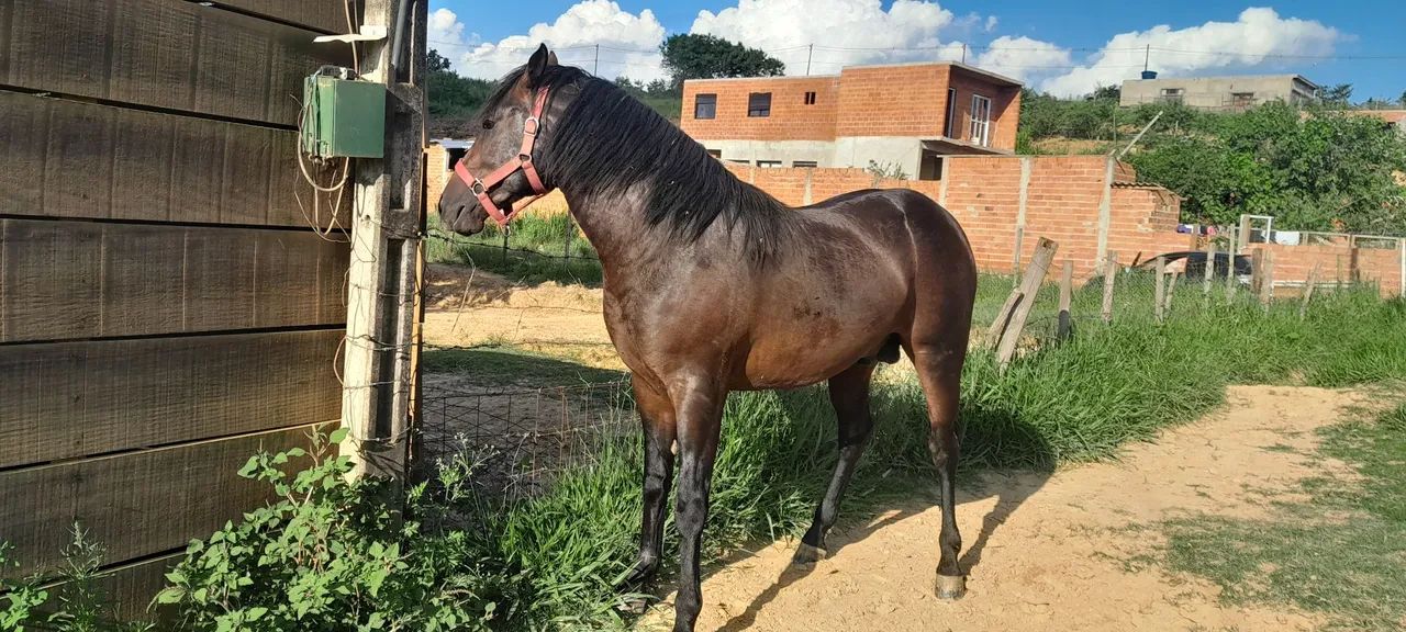 Cavalo Mangalarga Marchador com quarto de milha  - Foto 2