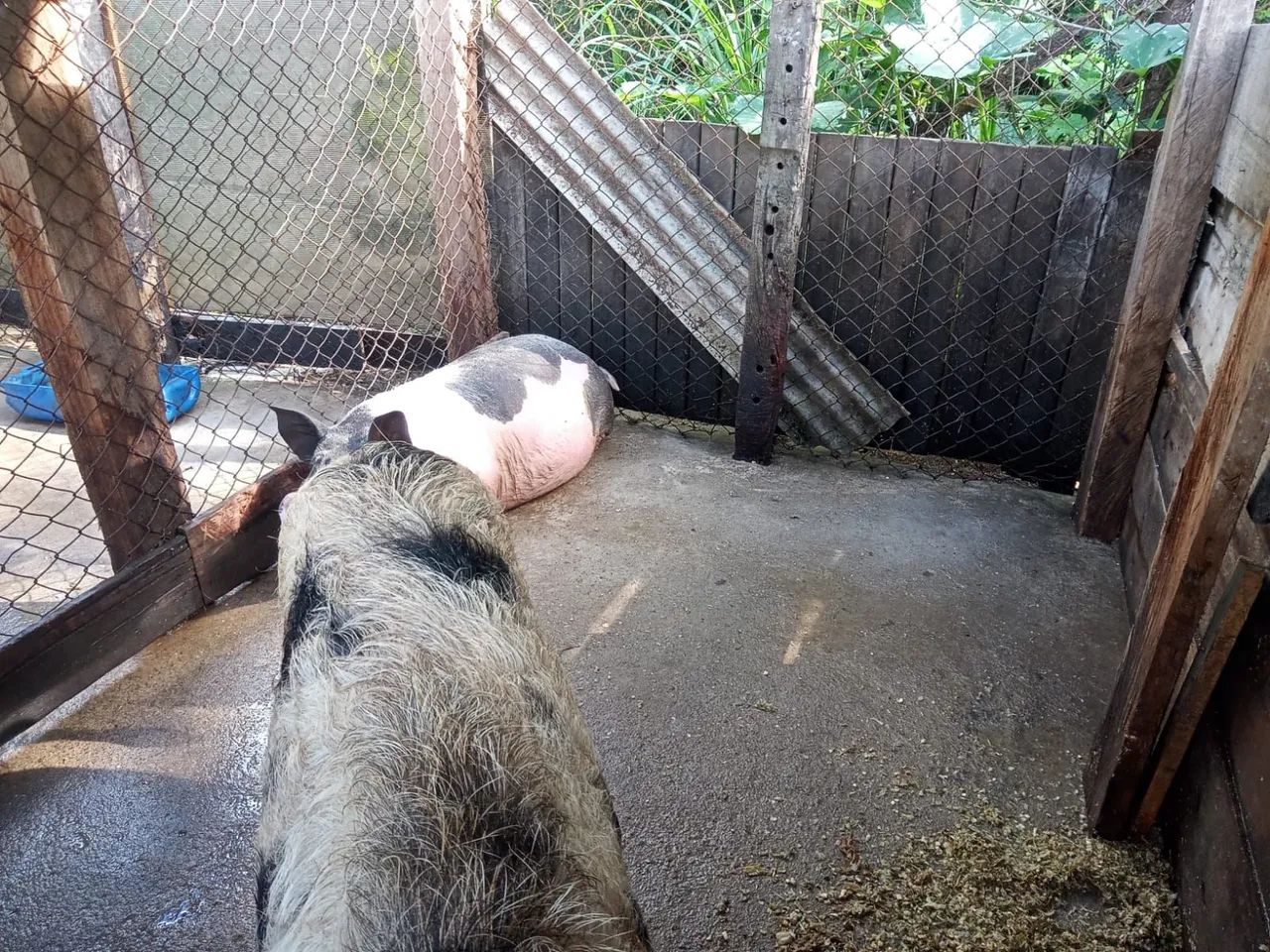 Porcos para venda - Foto 4