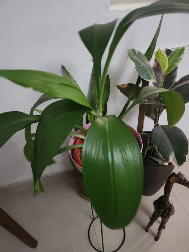 Plantas Lírio do Amazonas e outras.