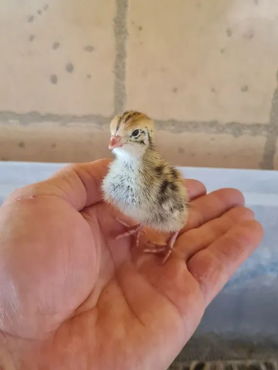 Pintinho de Codornas Gigantes 5 a 10 dias ja vacinados ... - Foto 2