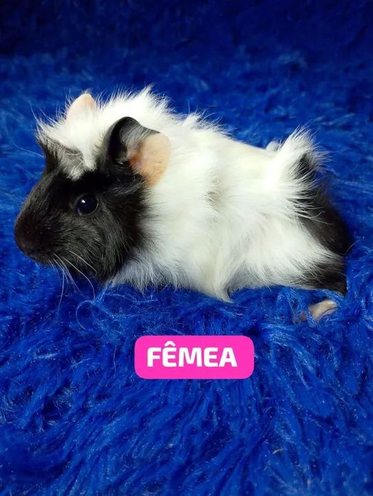 Porquinho da índia abssinio 50$ - Foto 3