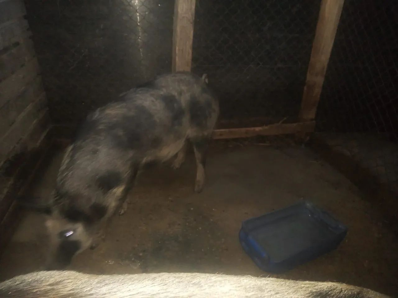 Porcos para venda - Foto 2