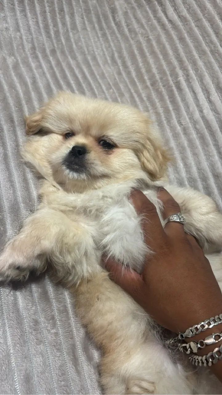 Cachorro Pequinês - Fofo e Carinhoso - Foto 3
