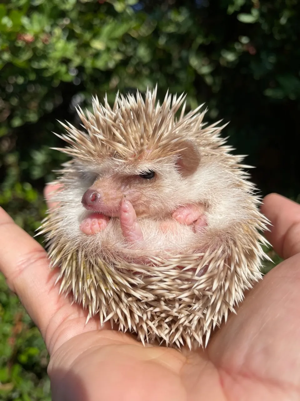 Pet exótico