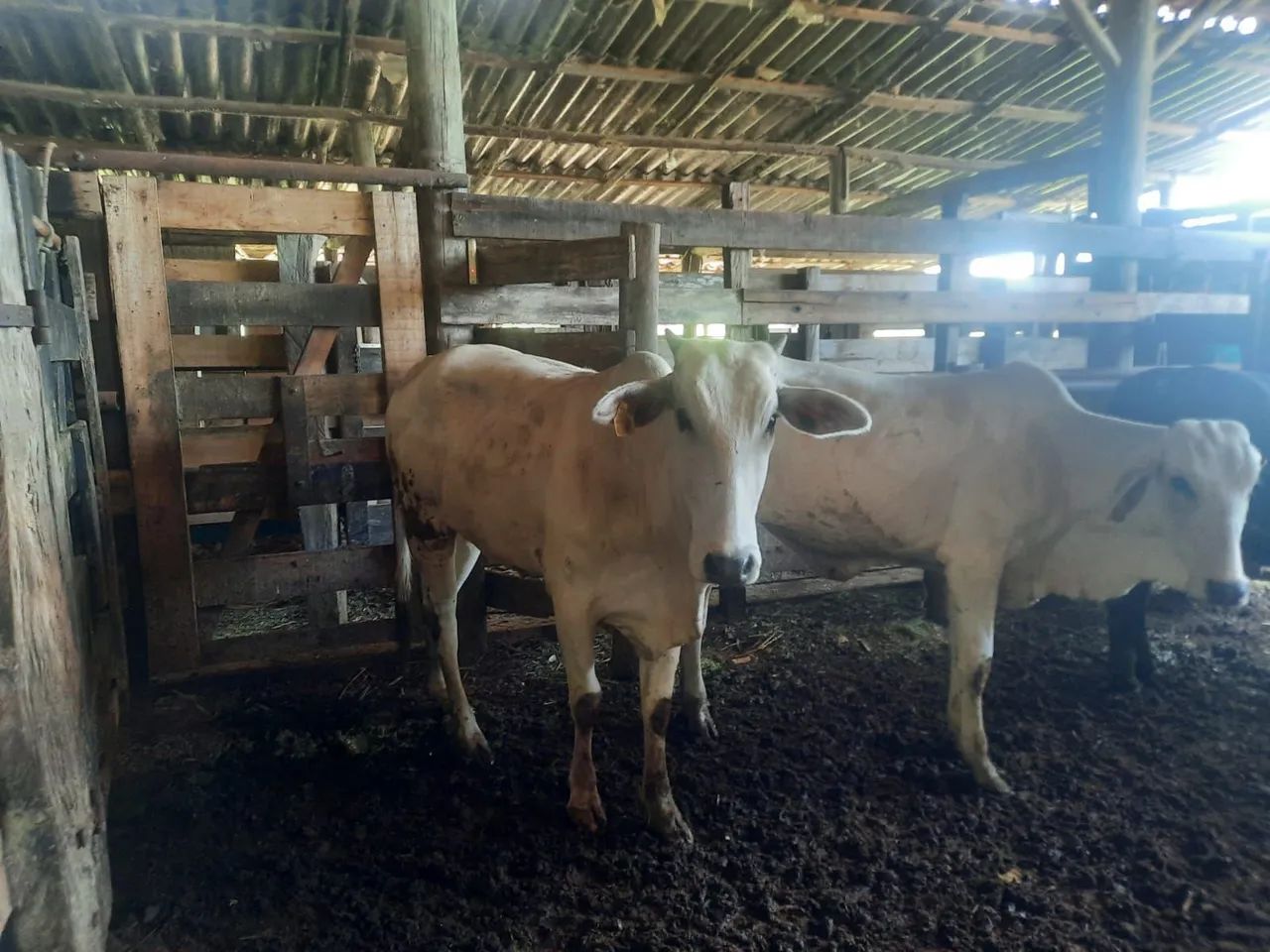  5 novilhas para venda - Foto 5