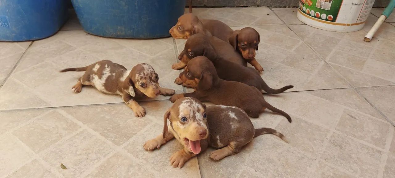 Dachshund Mini Alerquim e Chocolate  - Foto 3