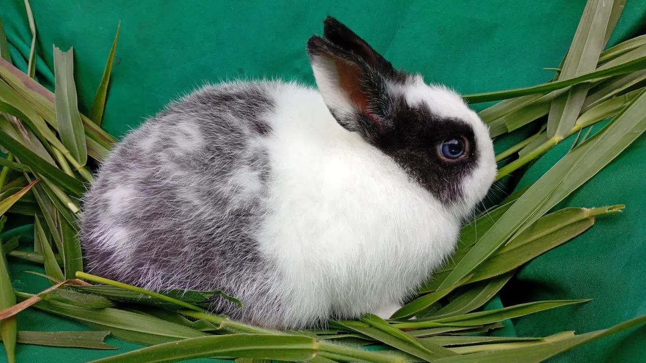 Mini coelhos - Foto 2