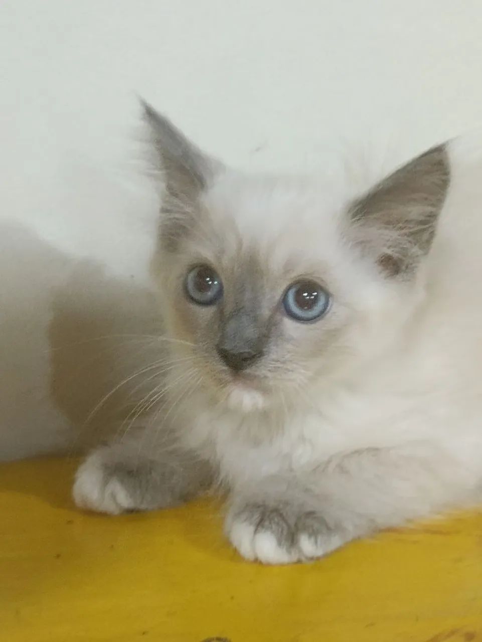 Filhotes gatinhos Ragdoll e Persas (ambos puros) - Foto 4