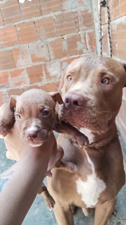 Filhotes de Pitbull  - Foto 4