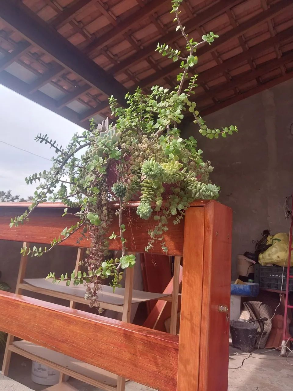 Conjunto de suculentas em vaso