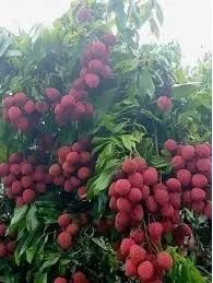 Sítio troca por caminhão e carro - Foto 10