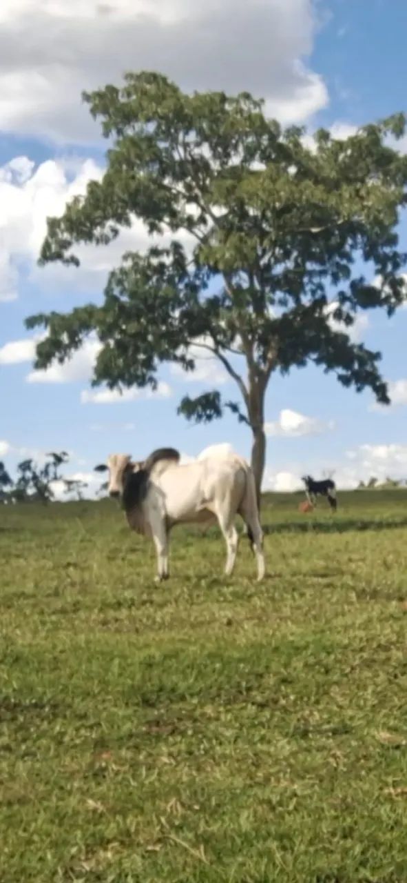 Vendo Bois em Abadia de Goiás  - Foto 3