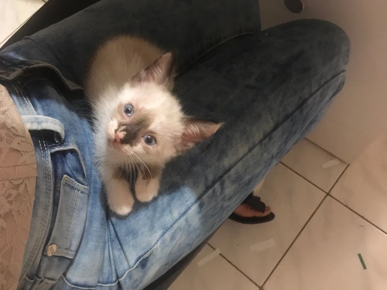 Gatinha Siamês disponível para adoção - Foto 2