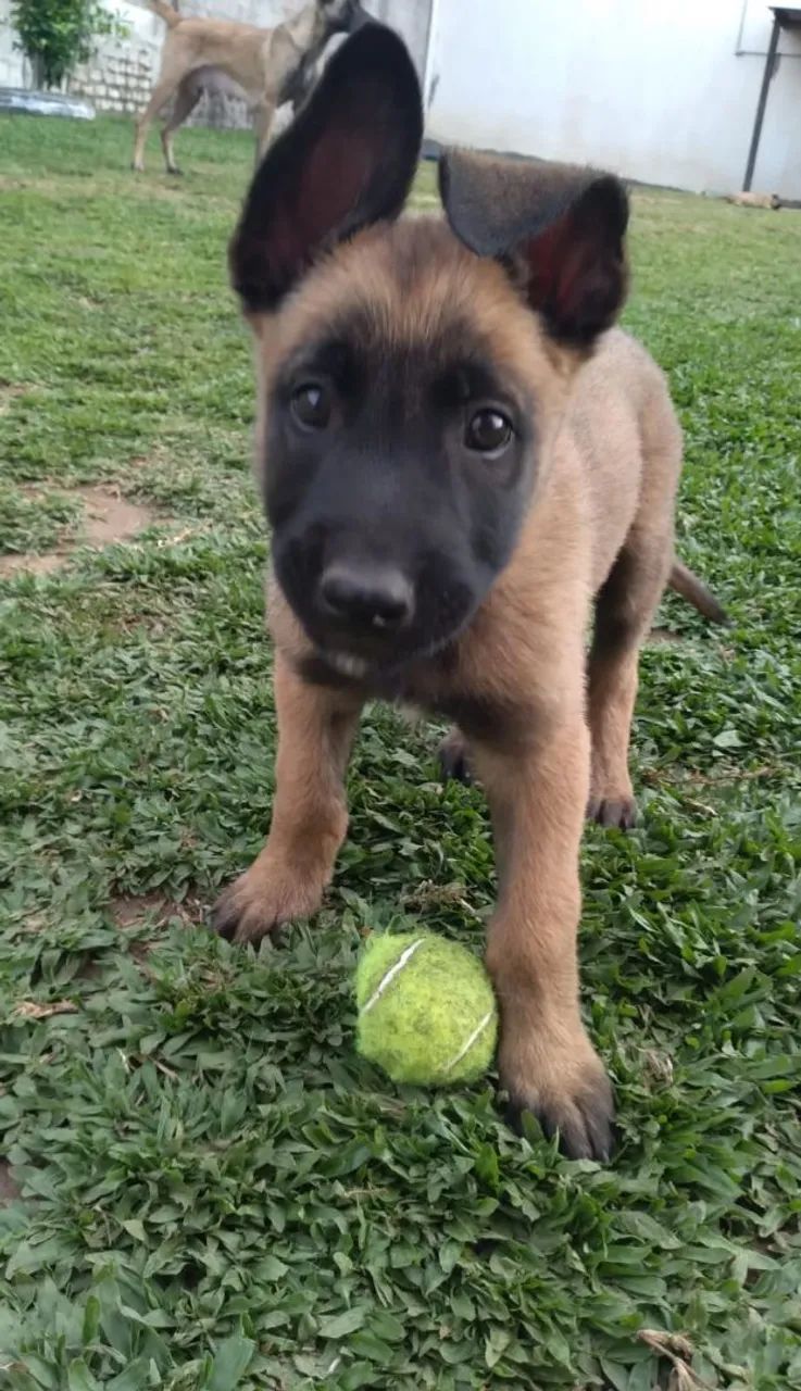 Vendo último casal de Filhotes de Pastor Belga malinois puro. 