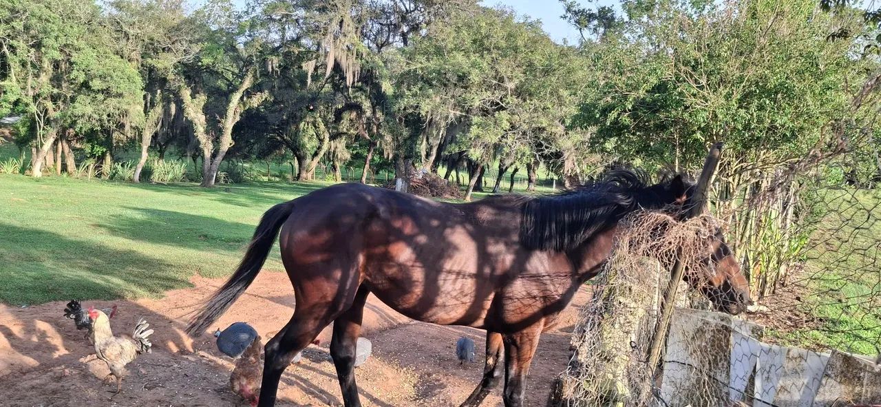 Cavalo bagua ingles com quarto de milha - Foto 4