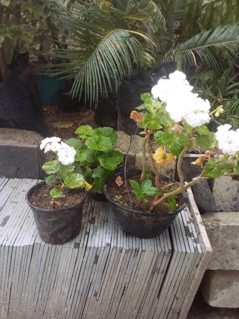 Gerânio Pendente de flor branca - Foto 2