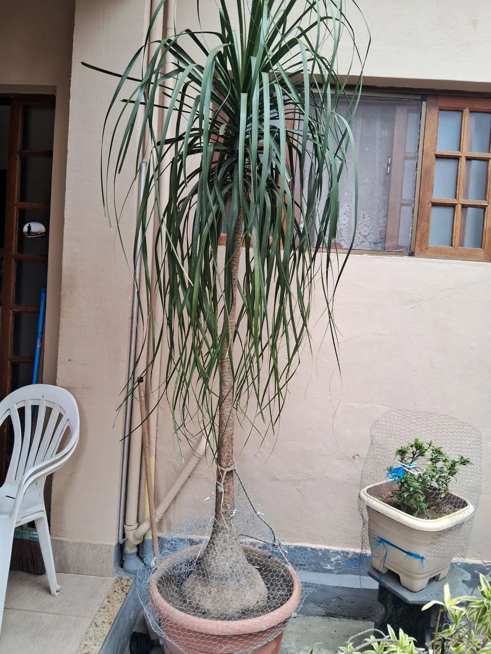 Planta pata de elefante