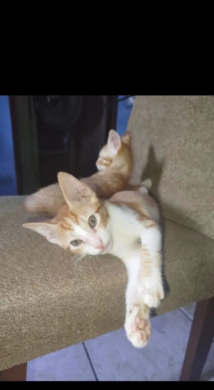 Doação de gatinhos - Foto 5