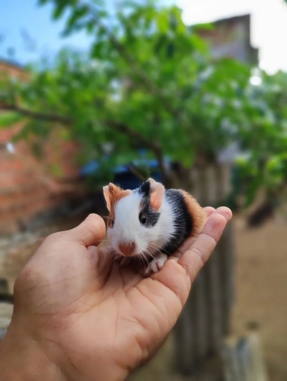 Porquinho da Índia-hamster e coelho - Foto 3