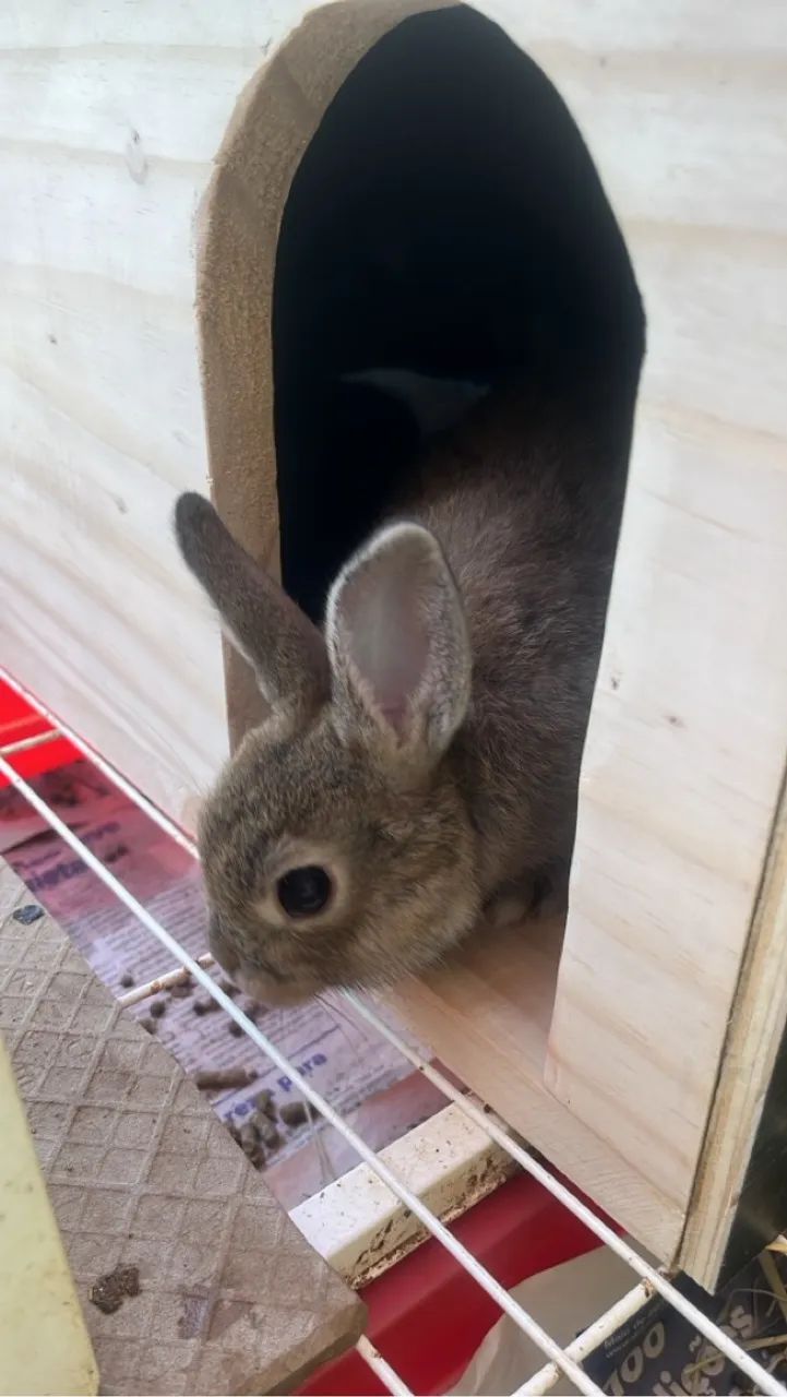Coelho filhote fofo para adoção